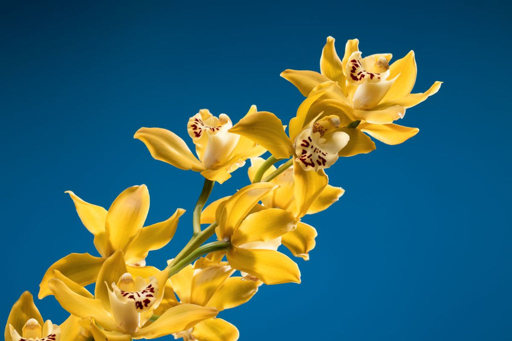 🌿✨ Savon Solide Certifié Bio – Ylang Ylang & Fleurs de Bleuet ✨🌸

Offrez à votre peau un instant de douceur florale 💙
🌸 Ylang Ylang – aux notes sensuelles et apaisantes, pour un moment de bien-être unique
💙 Fleurs de bleuet – connues pour leurs vert