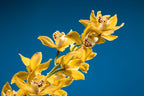 🌿✨ Savon Solide Certifié Bio – Ylang Ylang & Fleurs de Bleuet ✨🌸

Offrez à votre peau un instant de douceur florale 💙
🌸 Ylang Ylang – aux notes sensuelles et apaisantes, pour un moment de bien-être unique
💙 Fleurs de bleuet – connues pour leurs vert